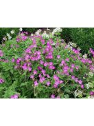 Gémorr / ERODIUM manescavii 
