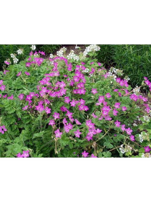 Gémorr / ERODIUM manescavii 