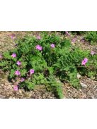 Gémorr / ERODIUM manescavii 