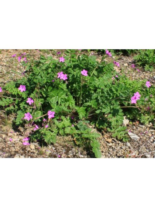 Gémorr / ERODIUM manescavii 