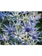 Pireneusi iringó / ERYNGIUM bourgatii 