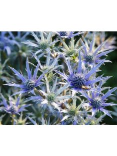 Pireneusi iringó / ERYNGIUM bourgatii 