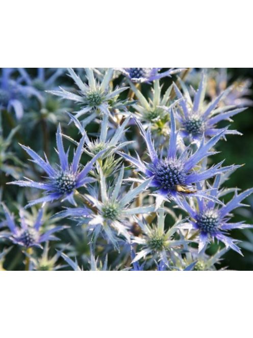 Pireneusi iringó / ERYNGIUM bourgatii 