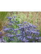 Pireneusi iringó / ERYNGIUM bourgatii 