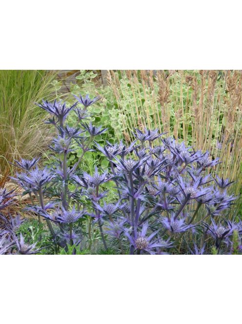 Pireneusi iringó / ERYNGIUM bourgatii 