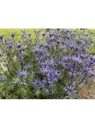 Pireneusi iringó / ERYNGIUM bourgatii 