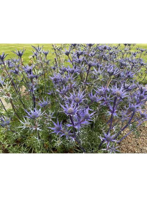 Pireneusi iringó / ERYNGIUM bourgatii 