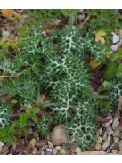 Pireneusi iringó / ERYNGIUM bourgatii 