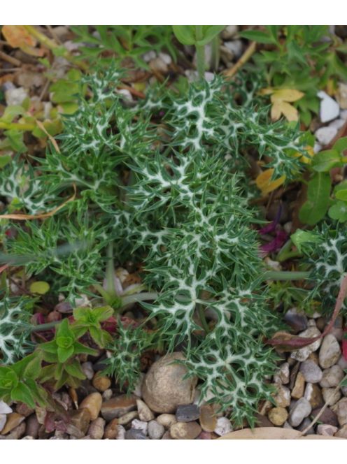 Pireneusi iringó / ERYNGIUM bourgatii 