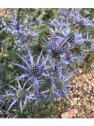 Pireneusi iringó / ERYNGIUM bourgatii 
