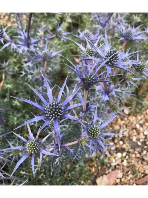 Pireneusi iringó / ERYNGIUM bourgatii 