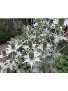 Óriás iringó / ERYNGIUM giganteum 