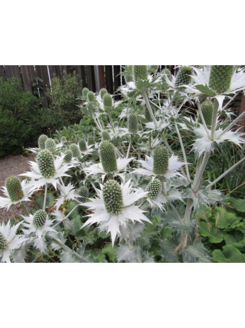 Óriás iringó / ERYNGIUM giganteum 