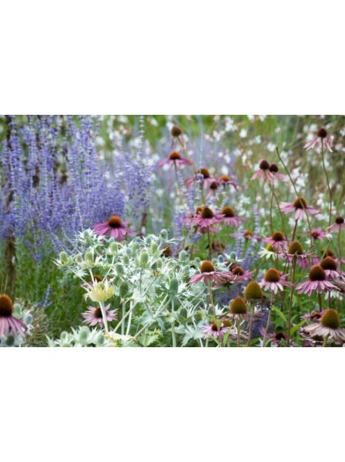 Óriás iringó / ERYNGIUM giganteum 