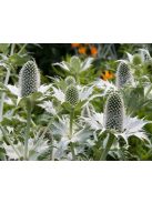 Óriás iringó / ERYNGIUM giganteum 