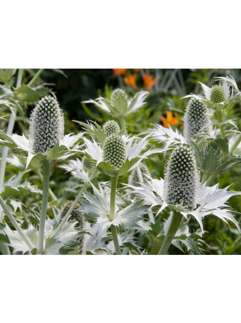 Óriás iringó / ERYNGIUM giganteum 