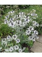 Óriás iringó / ERYNGIUM giganteum 