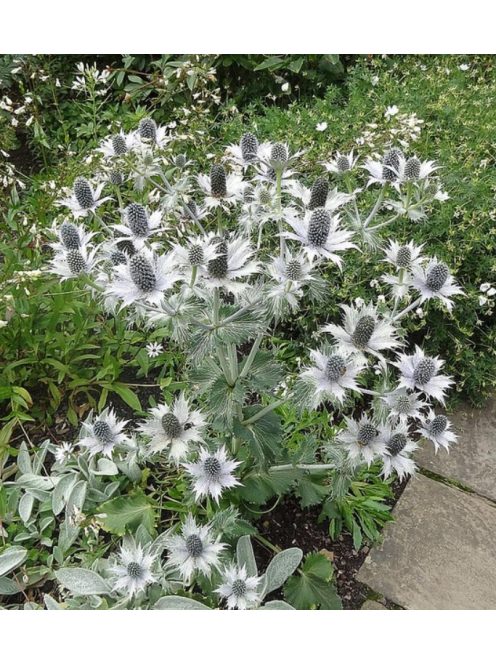 Óriás iringó / ERYNGIUM giganteum 