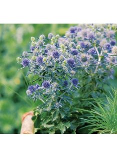 Kék iringó / ERYNGIUM planum 'Blue Hobbit'