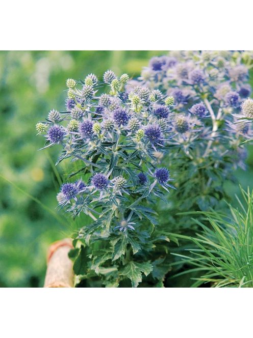 Kék iringó / ERYNGIUM planum 'Blue Hobbit'