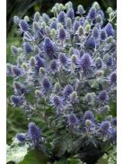 Kék iringó / ERYNGIUM planum 'Blue Hobbit'