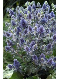 Kék iringó / ERYNGIUM planum 'Blue Hobbit'