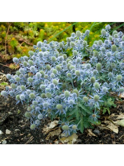Kék iringó / ERYNGIUM planum 'Blue Hobbit'