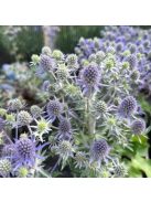 Kék iringó / ERYNGIUM planum 'Blue Hobbit'
