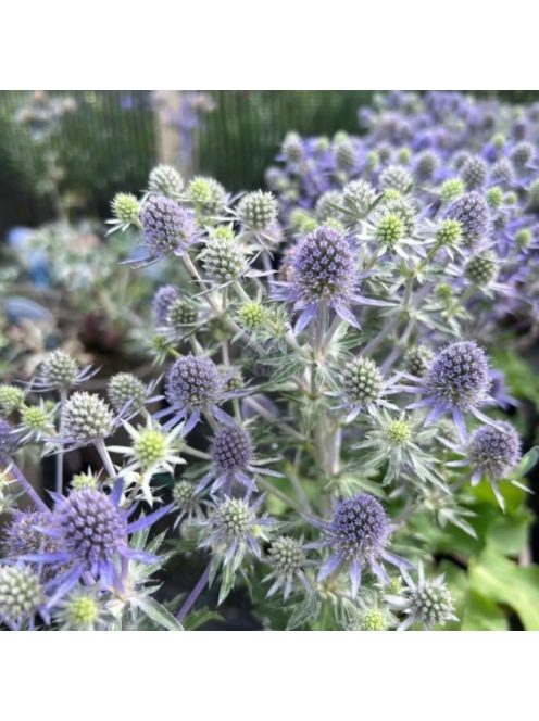 Kék iringó / ERYNGIUM planum 'Blue Hobbit'
