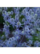 Kék iringó / ERYNGIUM planum 'Blue Hobbit'