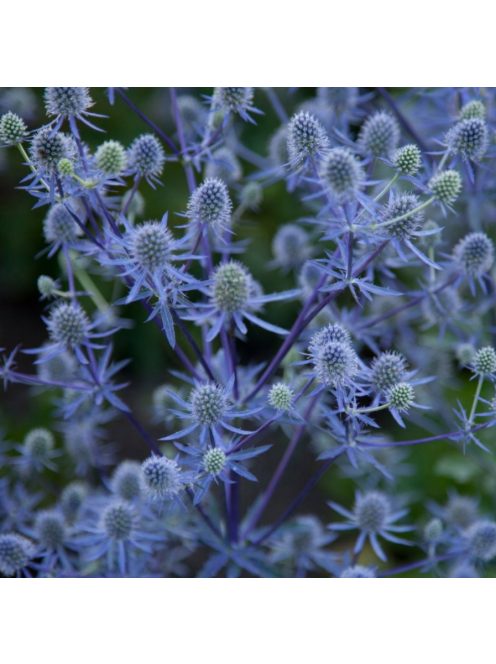 Kék iringó / ERYNGIUM planum 'Blue Hobbit'