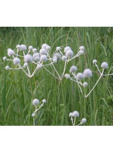 Pálmaliliomlevelű iringó / ERYNGIUM yuccifolium 