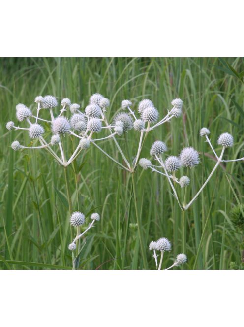 Pálmaliliomlevelű iringó / ERYNGIUM yuccifolium 