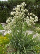 Pálmaliliomlevelű iringó / ERYNGIUM yuccifolium 