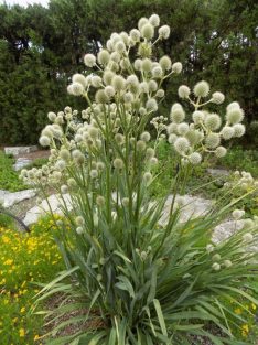 Pálmaliliomlevelű iringó / ERYNGIUM yuccifolium 