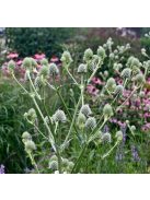 Pálmaliliomlevelű iringó / ERYNGIUM yuccifolium 