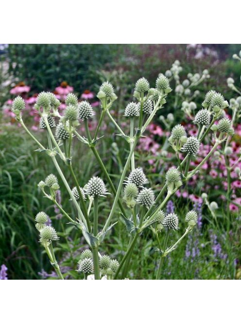 Pálmaliliomlevelű iringó / ERYNGIUM yuccifolium 