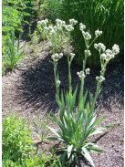 Pálmaliliomlevelű iringó / ERYNGIUM yuccifolium 