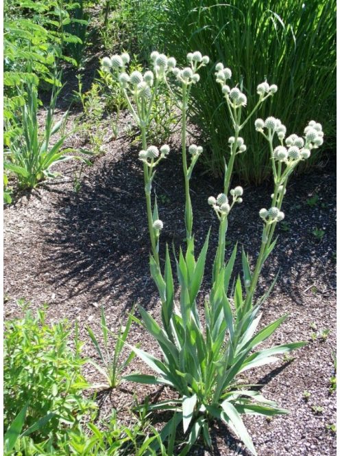 Pálmaliliomlevelű iringó / ERYNGIUM yuccifolium 