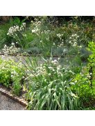 Pálmaliliomlevelű iringó / ERYNGIUM yuccifolium 