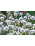 Pálmaliliomlevelű iringó / ERYNGIUM yuccifolium 