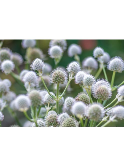 Pálmaliliomlevelű iringó / ERYNGIUM yuccifolium 