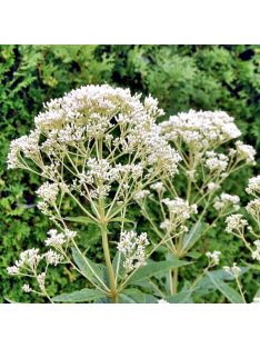   Sédkender / EUPATORIUM purpureum var. angustifolium f. albidum 'Ivory Towers'