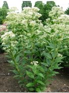Sédkender / EUPATORIUM purpureum var. angustifolium f. albidum 'Ivory Towers'