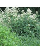 Sédkender / EUPATORIUM purpureum var. angustifolium f. albidum 'Ivory Towers'