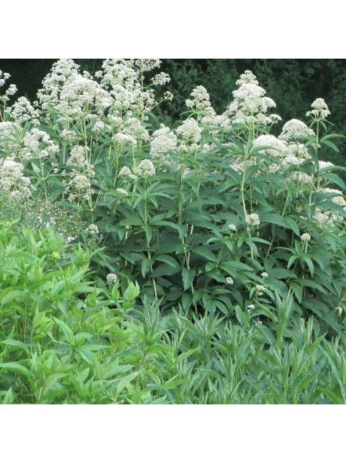 Sédkender / EUPATORIUM purpureum var. angustifolium f. albidum 'Ivory Towers'