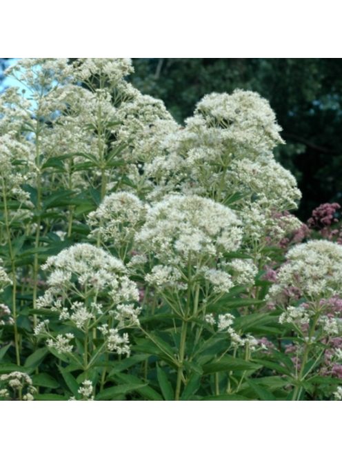 Sédkender / EUPATORIUM purpureum var. angustifolium f. albidum 'Ivory Towers'