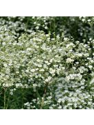 Virágzó kutyatej / EUPHORBIA corollata 