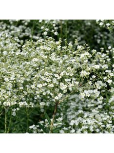 Virágzó kutyatej / EUPHORBIA corollata 