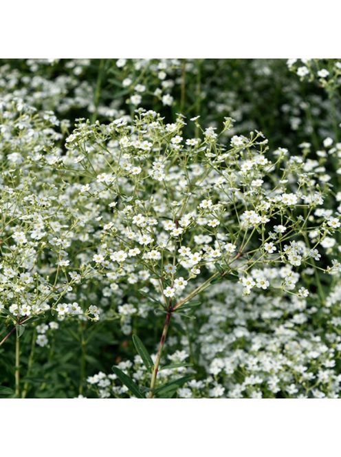Virágzó kutyatej / EUPHORBIA corollata 